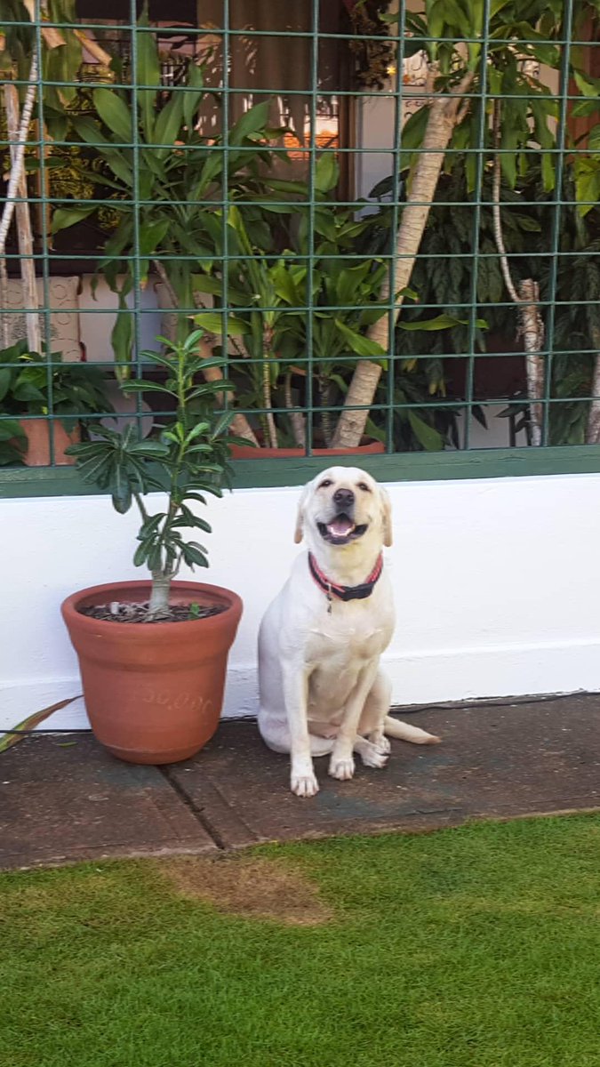FedericoBlackB's tweet photo. Ella es Araya.

Yo no tengo un perro, ella tiene un humano (yo).

#DiaMundialDelPerro https://t.co/hKqnWH2Q6g