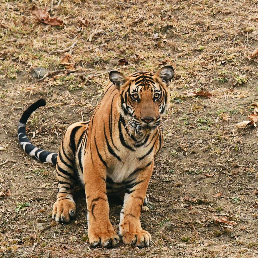 theoutback_'s tweet photo. A young sub adult tiger sits on a slope by a waterhole, Kabini 2020.
Photo by: @girl.in.the.jungle 
#tiger #kabini #karnataka #india #bigcats #animals #wildlife #wildlifeindia #wildlifephotography #wildlifephotographer https://t.co/9yqz2Pq6Dy