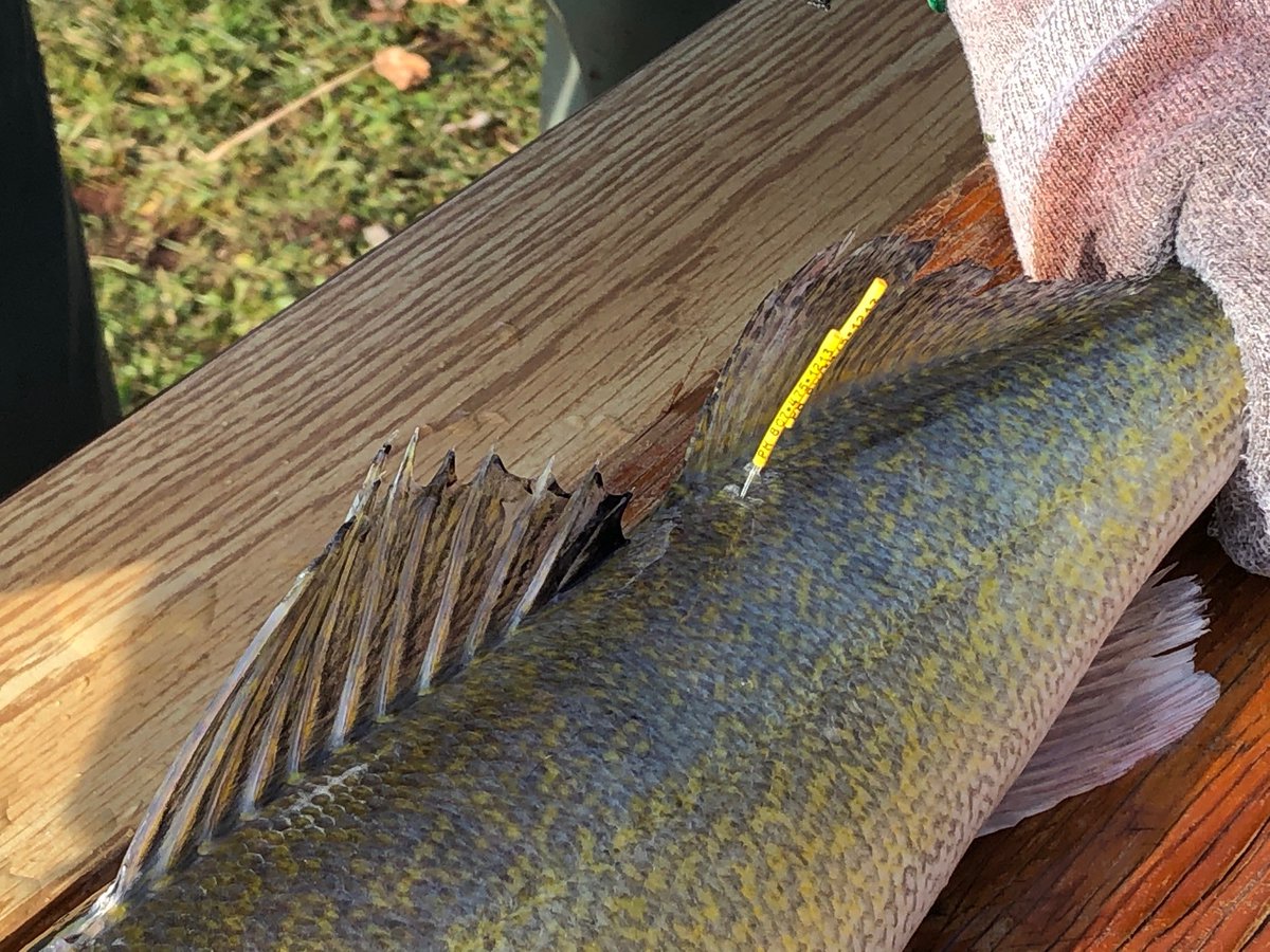 FishWildlifeON's tweet photo. Caught a tagged fish on #LakeSuperior?
Here is what to do: https://t.co/bdHVYu0K3X
#fishing #fishontario #lakesuperiorfishing #walleyefishing #taggedfish #reportyourcatch #mondaymotivation https://t.co/82TH75gIY8