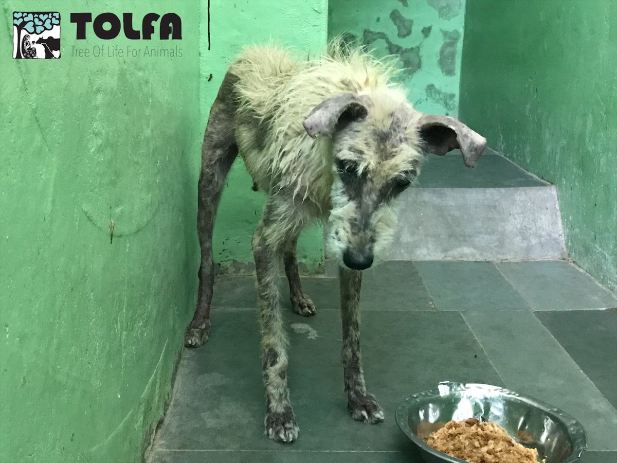 TOLFAcharity's tweet photo. FINALLY COMFORTABLE IN HER OWN SKIN

We rescued this girl when she was very thin, weak, covered in red sores &amp; only had a few tufts of hair.

She was so sick we spent 10 days stabilising her before commencing treatment for mange.

She's now pain free &amp; recovered.

#dogs #TOLFA https://t.co/EUEeHsx7Q1