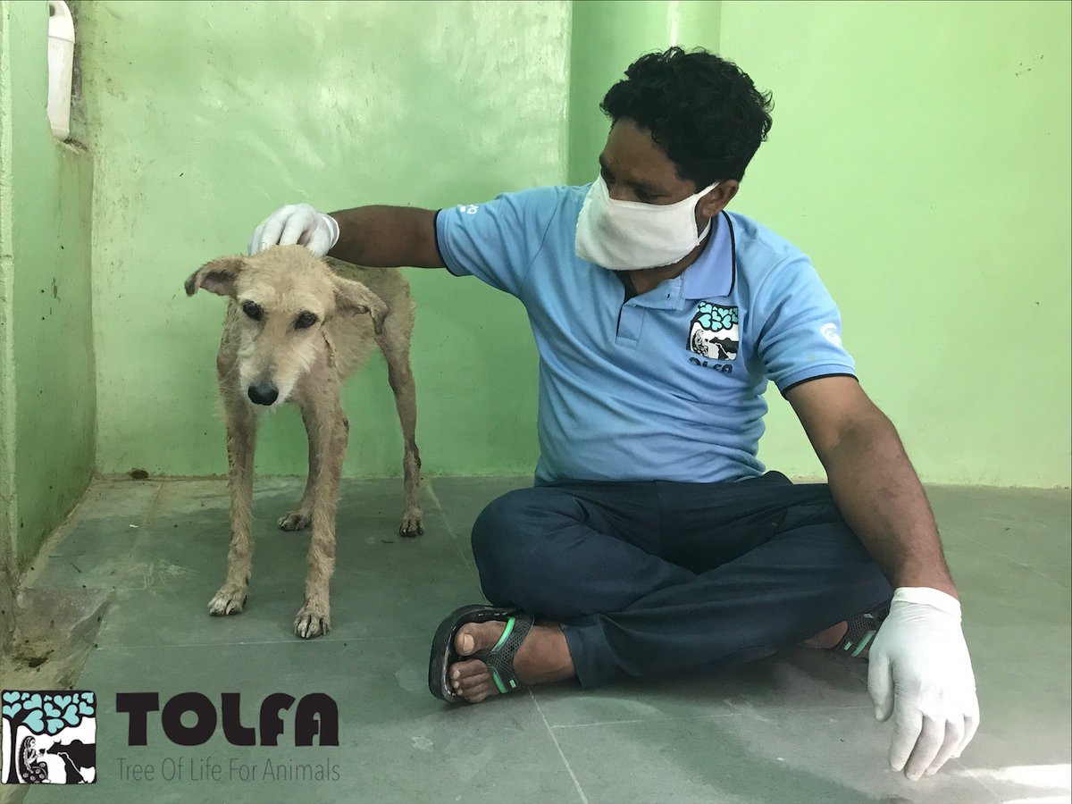 TOLFAcharity's tweet photo. FINALLY COMFORTABLE IN HER OWN SKIN

We rescued this girl when she was very thin, weak, covered in red sores &amp; only had a few tufts of hair.

She was so sick we spent 10 days stabilising her before commencing treatment for mange.

She's now pain free &amp; recovered.

#dogs #TOLFA https://t.co/EUEeHsx7Q1