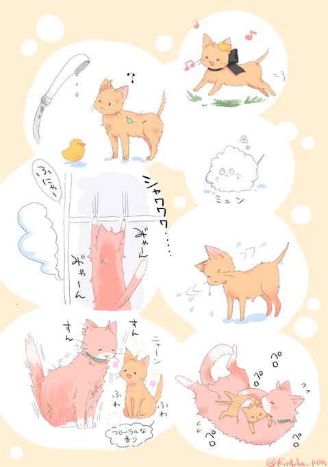 シャンプーぐだこねことロマネコ(ロマぐだ♀) 
