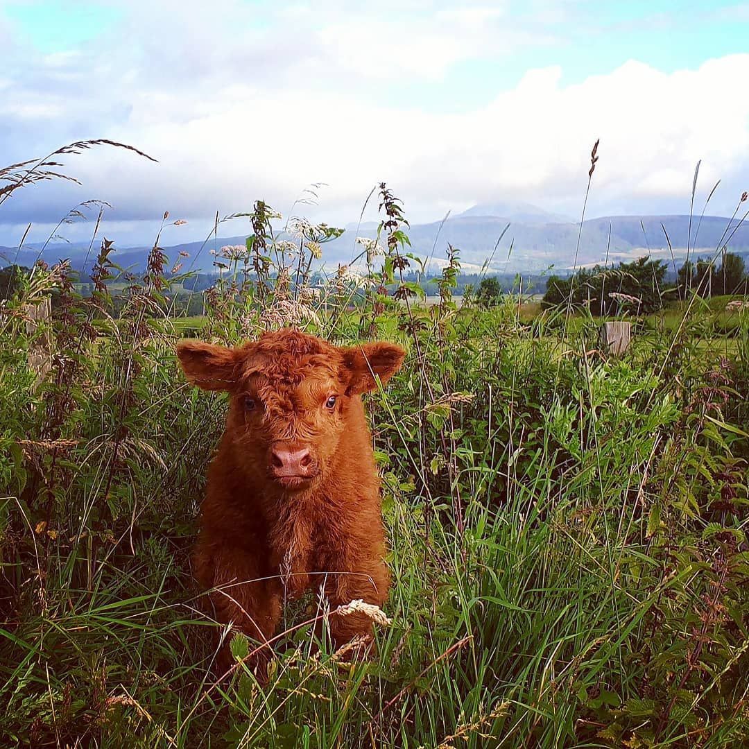 MacBackpackers tweet media