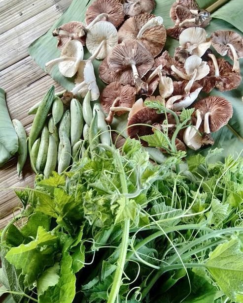 mizoraminsta's tweet photo. Maian, berul leh pa
📷 @lizzichigo_ralte
.
.
.
#maian #mushroom #berul #pumpkinleaves #thlaithar #mizoram #mizoraminsta #vegetables #pa
📸 https://t.co/vEs3pygj3s via https://t.co/w819Jm6acn https://t.co/4wRoqBcdXu