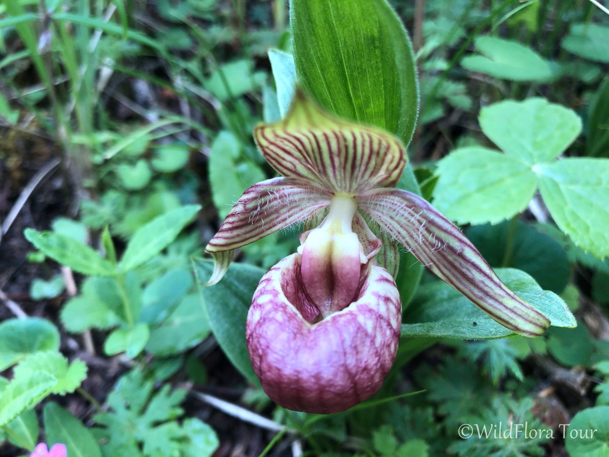 We have organized many wildflora tours. In these tours, we guided the guests to explore different kinds of flowers, such as Cypripedium, Primula, etc.