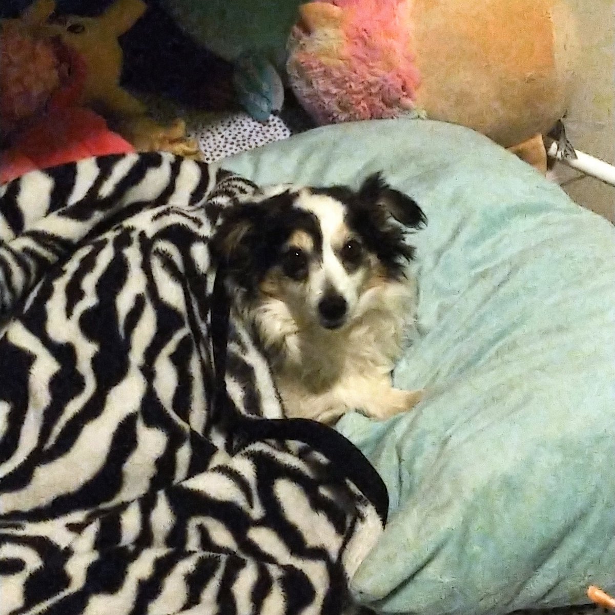ImDaMan369's tweet photo. Last night I found my baby girl in my bed, so I tucked her in!
Look at this cutie 😍💖 https://t.co/YMKwsHILit