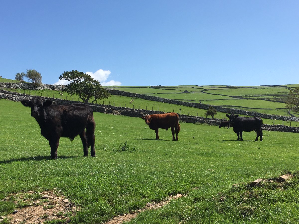 NADIS_UK's tweet photo. #Clostridial spores are widespread in the environment, particularly in soil and organic material. They cause diseases such as Blackleg, Black disease and Tetanus. Vaccination is the best way to protect your cattle. For more information: https://t.co/fE94COfgMc https://t.co/io2OPZefCA