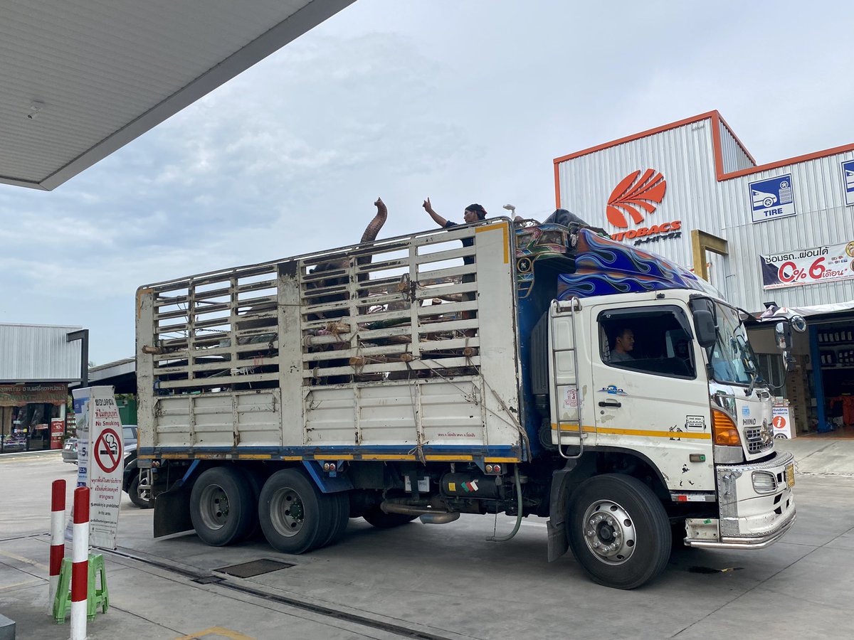 flo18flo's tweet photo. Pit stop with 🐘 🐘 🐘 🐘 🐘 🐘 🐘. #GIreporter @ElephantNatureP @dw_environment https://t.co/LvMr9hFYXD
