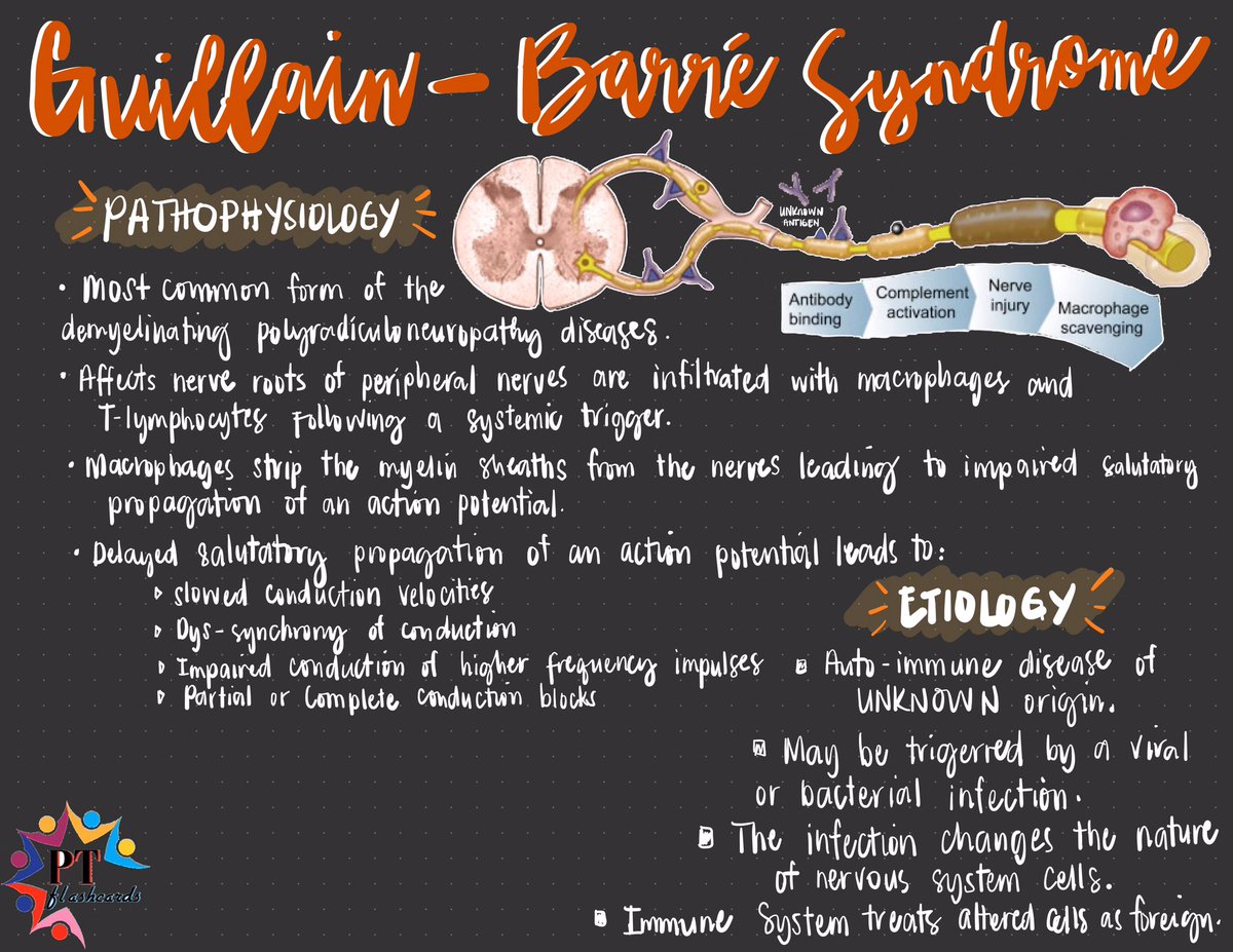 PTFlashcards's tweet photo. Guillain-Barré Syndrome (GBS)/Acute Inflammatory Demyelinating Polyradiculoneuropathy 👨🏻‍🦽

➡️ Pathophysiology
➡️ Etiology
➡️ Common Diagnostic Features
➡️ Prognosis

Referrences: Goodman, Umphred &amp; Sullivan

#NeurologicCondition #GBSAwareness #PhysicalTherapy #PTknows #PTstudygram https://t.co/LJz8U04fNF