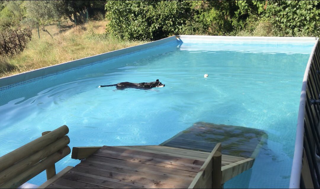 Fisioterapia Gossos tweet media