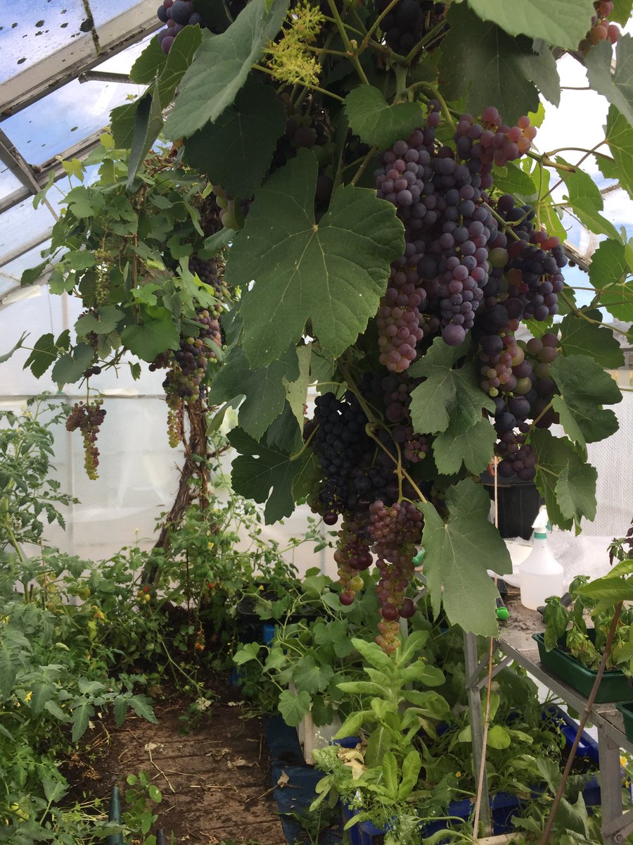 suewatling's tweet photo. hazards of watering now the grapes reach below my shoulders...
#vineattack
#allotment
#growyourown #GrowYourOwnFood
#findingtheplotagain https://t.co/c3OFFJzWEp