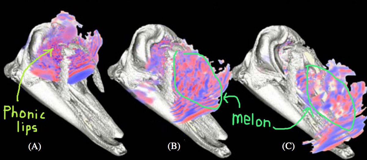 Here's a finite element simulation of the acoustics of a dolphin, showing the sound propagating from the phonic lips thru the melon (Cranford 2008).I can't resist mentioning, whales don't have external ears, instead hearing thru a vibrating skull!  https://www.youtube.com/watch?time_continue=5&v=j-EOSAJh10A&feature=emb_title8/n