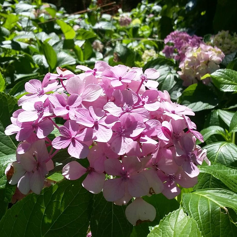 EgeparkK's tweet photo. "Ya ortancalar da güller gibi koksaydı, delirmek işten değildi o zaman..."
.
.
.
#ortanca #hydrangea #hydrangeamacrophylla #flowers #çiçek #çiçekçi #bitki #plants #peyzaj #landscape #landscapearchitecture #peyzajtasarım #peyzajdüzenleme #botanik #botany #nature #doğa #istanbul https://t.co/GLLv1svO5P