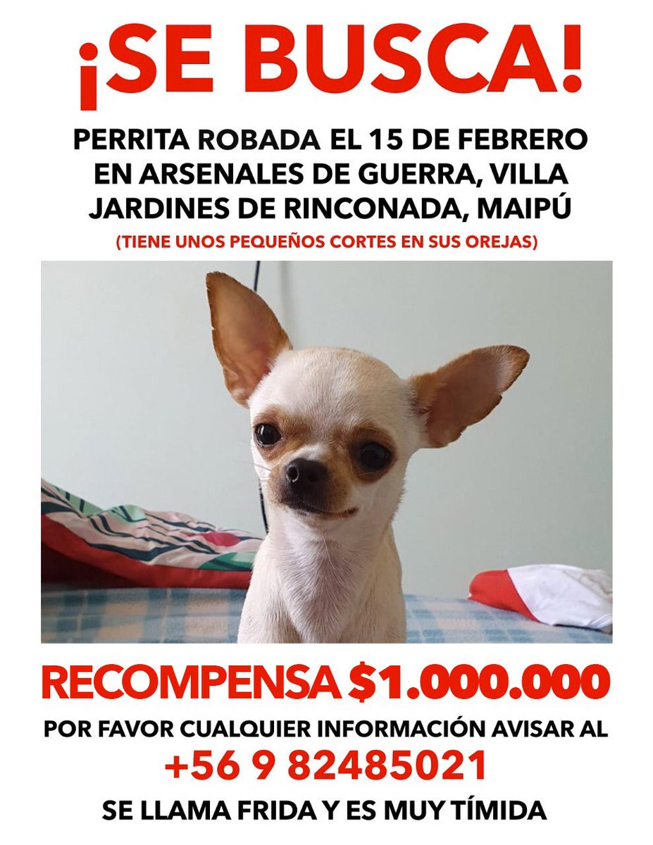 luis_arellanoM's tweet photo. Mi bebé fue robada hace más de 5 meses , el 15 de febrero en Maipu , sector los jardines de rinconada , responde al nombre de “Frida” es una chihuahua . Por favor cualquier información se agradece 😢 🙏🏼 Se ofrece recompensa!!l @MaipuRenace @cathybarriga #maipu #mascotarobada https://t.co/bpwmior0Ya