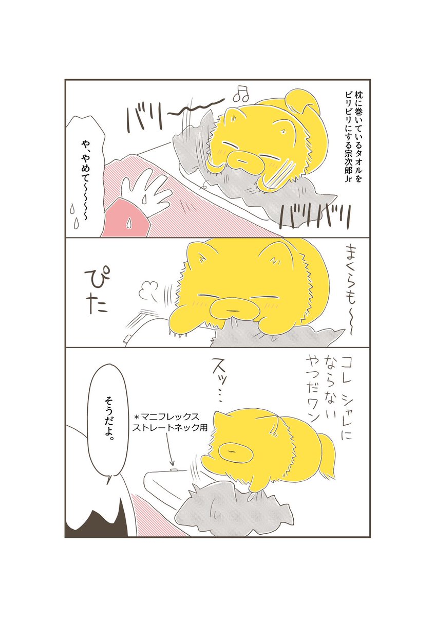 違いのわかる犬。タグを見て判断している…。#宗次郎Jr #ポメラニアン 