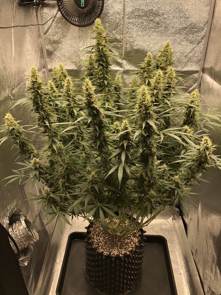 小張種大麻 Taiwancangrow Twitter