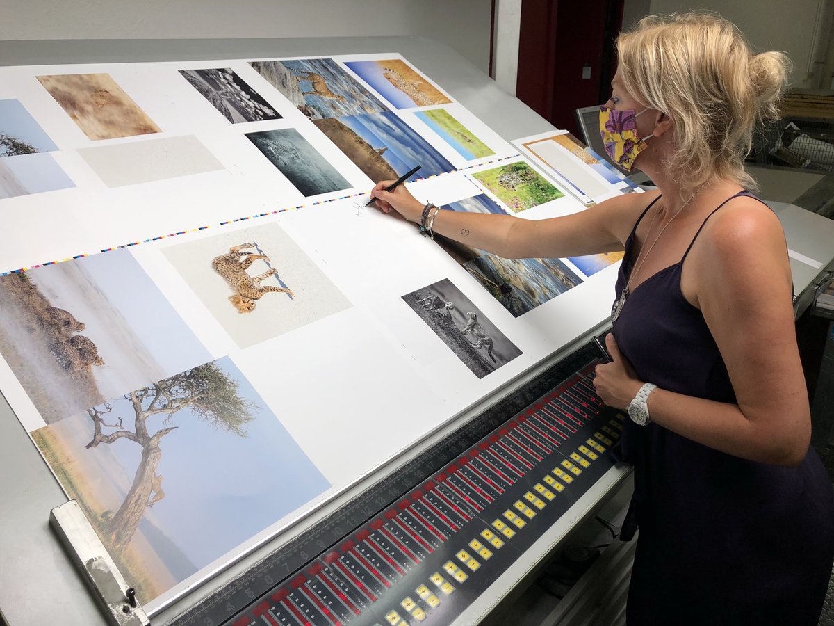 RemembrWildlife's tweet photo. And printing of Remembering Cheetahs is underway! Despite the year’s challenges, we are on press in Italy and the book will be published on October 12th on schedule. Looking BEAUTIFUL 🙏🏻 #rememberingcheetahs https://t.co/jgiZTNDQm5