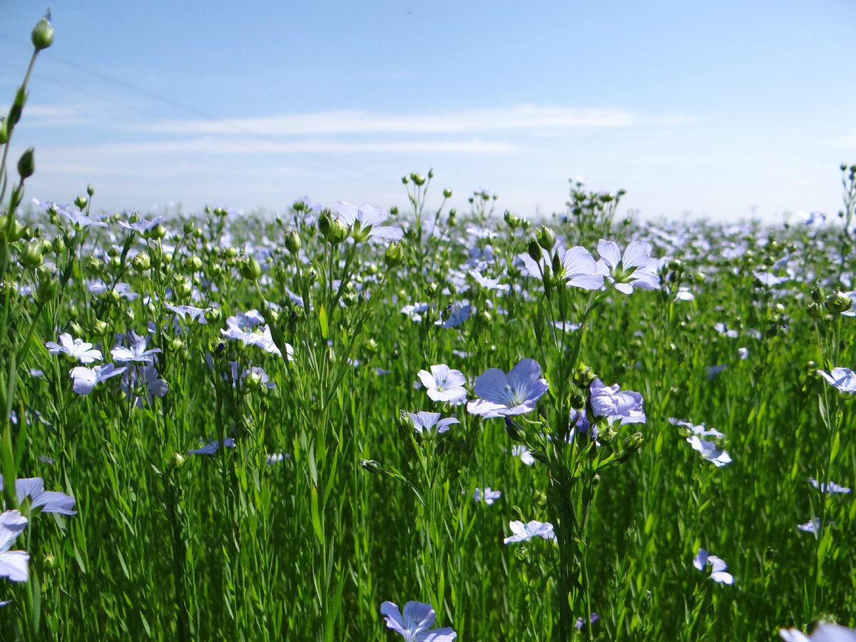 Cet après-midi, lors de la séance des #QAG, j’interrogerai <a href="/J_Denormandie/">Julien Denormandie</a>, le ministre de l’Agriculture et de l’Alimentation, sur l’avenir de la filière #lin en France. C’est entre 15h et 17h sur <a href="/LCP/">LCP</a>. #DirectAN #AssembleeNationale #jaimelelin