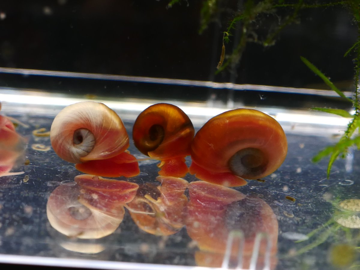 京都淡水フグ繁殖研究所 フグ幼魚とラムズ これはどの種のフグの繁殖にも使えるのでおすすめ ラムズに腐敗した餌を食べてもらい ラムズが産んだ卵 または稚貝をフグ幼魚の餌に またラムズにも餌は必要で稚魚用の魚の餌を入れておくと死なずに増え続けます 京都淡水フグ繁殖研究所 フグ幼魚とラムズ これはどの種のフグの繁殖にも使えるのでおすすめ ラムズに腐敗した餌を食べてもらい ラムズが産んだ卵 または稚貝をフグ幼魚の餌に またラムズにも餌は必要で稚魚用の魚の餌を入れておくと死なずに増え続けます