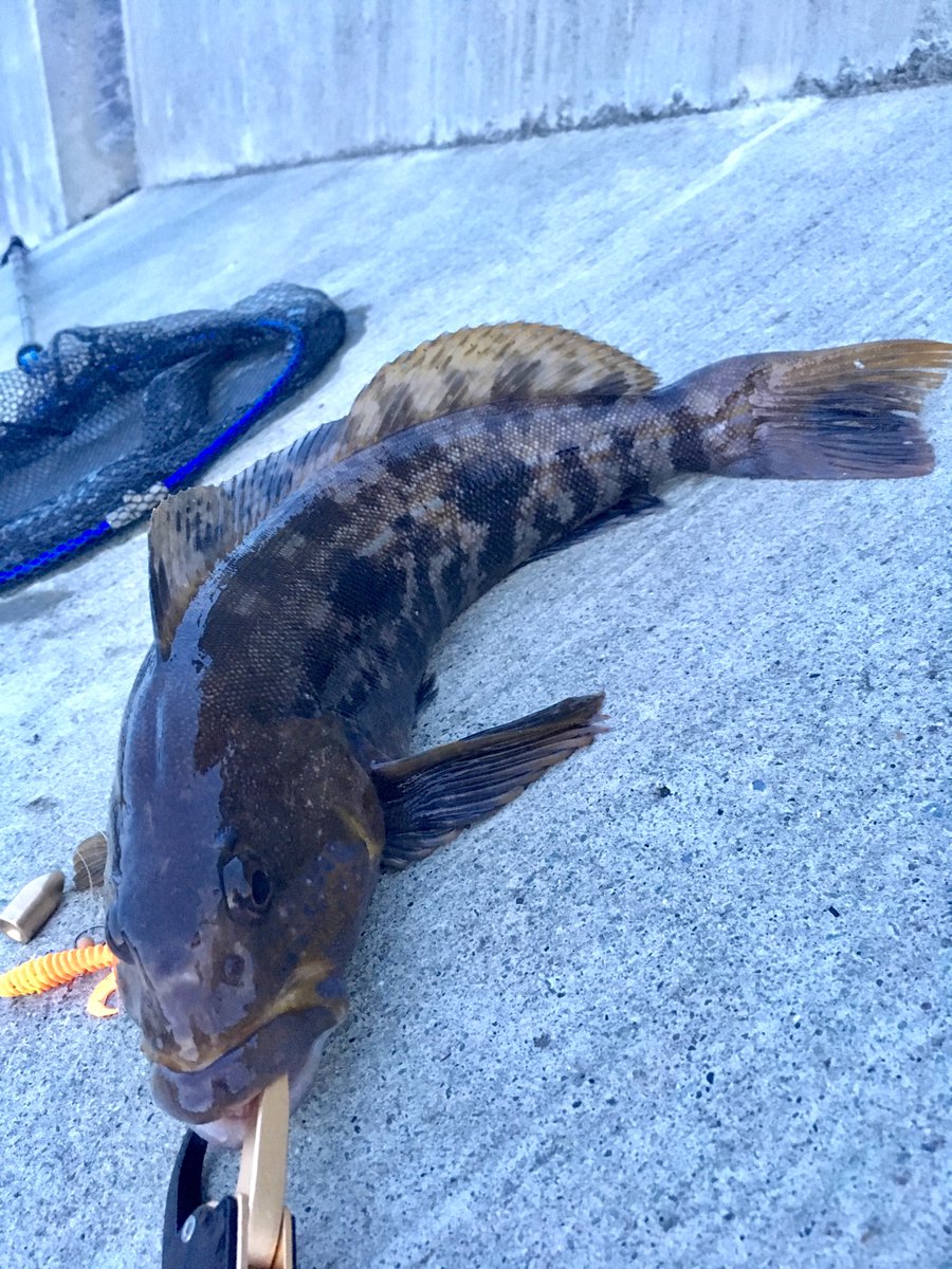 バッカス ウイスキー カクテル紹介アカウント 昨日の釣果 大槌町でカレイ46cmとアイナメ44cmが釣れました やったぜ 処理がしんどかったので生協さんで柵にしていただきました 岩手県 岩手 大槌町 大槌 三陸 釣り 海釣り アイナメ カレイ