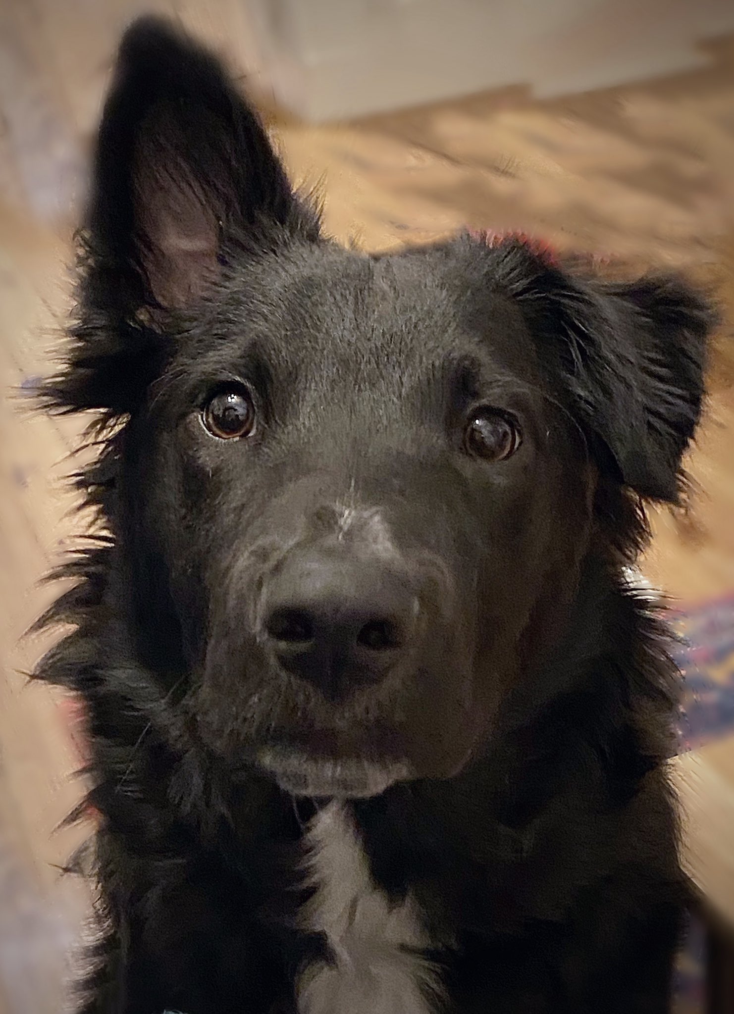 Black Border Collie Lab Puppies