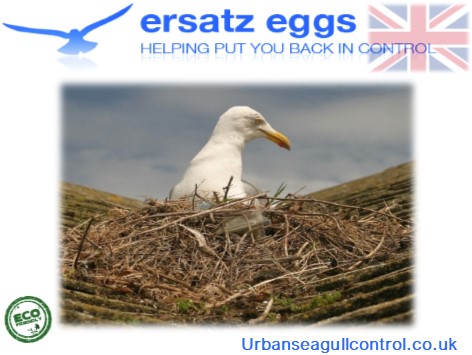 ErsatzEggs's tweet photo. Gulls are protected under the Wildlife and Countryside Act 1981. It is an offence to kill or injure any birds or their nests or eggs, unless acting under a licence and only in compliance with the conditions of that licence. #pestcontrol #birdcontrol #pestservices https://t.co/5ARZTC1VK3