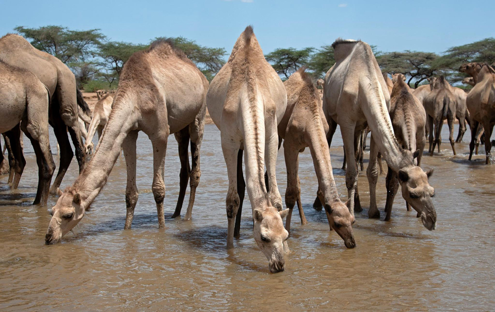 KiboSlopes's tweet photo. Explore Samburu / Laikipia Counties for their amazing people, #culture &amp; #wildlife . Book our 5days /4nights #Offbeatsafari on 07/08 &amp; 04/09/20. Contact us on 0721 983950  #Tembea254, #TravelTuesday, #TuesdayThoughts , #Magicalkenya https://t.co/qaQSrNMXNM