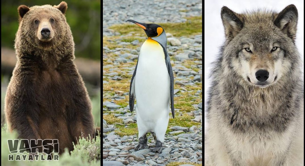 🐻Boz ayılar, bir sığırı tek darbede öldürebilecek güçtedir,

🐧Penguenler, dünyanın en kıskanç hayvanlarıdır, 

🐺Kurtlar, 750 kg çene basınç gücüne sahiptir;

Fakat hiçbiri eşlerine şiddet uygulamazlar. #PınarGültekin