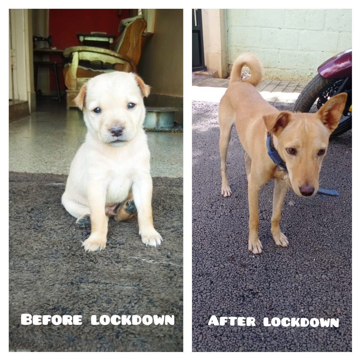 EJLSDSFSR's tweet photo. Pic 1= When 🇮🇳 has 500 cases labarador puppy (rocky)comes to my friend's home.
Pic 2 = when 🇮🇳 reaches 1million cases this puppy turned into ಕಾಡ್ ನಾಯಿ.I salute the breeder.
If Darwin sees this pic he may get an noble price in evolution.
#evolution #dog #crossbreeder #lockdownlab https://t.co/oLWkAofXIy