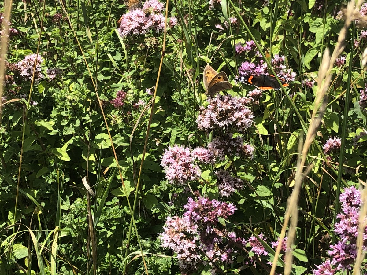 WildBeeBrighton's tweet photo. A glorious butterfly filled, car-free commute to the plot yesterday. The wildflower verges of @sdnpa around #StanmerPark are teeming with life- summer insect and flower magic! #butterflies #insects #wildflowers #biodiversity #Brighton 🦋❤️ https://t.co/T9T7xRKqAb