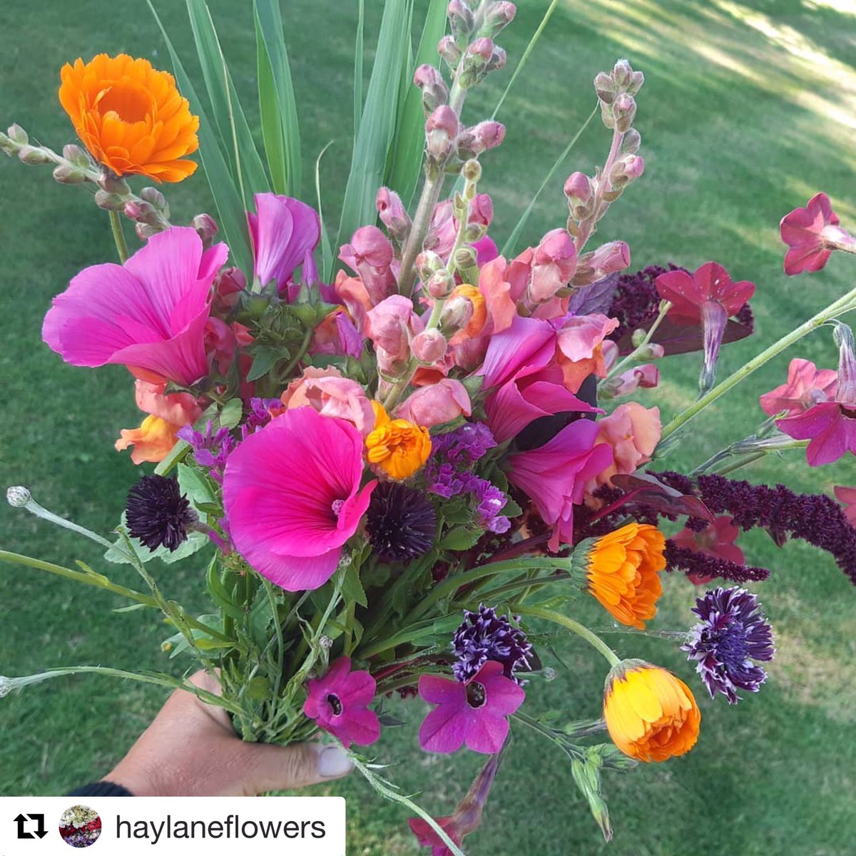 TheStoreBedford's tweet photo. Grown NOT Flown. Let’s keep our 👣low and stay local. And why fly flowers over when Bedford grows these beauties?? Get this bunch at The Store this morning ☀️ 💐 #grownnotflown #zerowaste #shoplocal https://t.co/E0NID5Ctvq