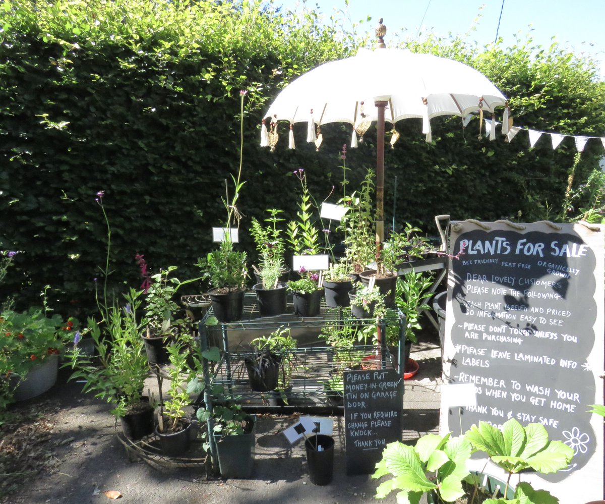 B_Strawbridge's tweet photo. Just added lots of gorgeous &amp; unusual new plants to our stall, including: orange hyssop, veronicastrum, agastache, santolina, thalictrums, salvias, teucriums, rogersia, caryopteris... all grown with love &amp; care in peat-free compost! 🌿🌼🌾

French Mill Lane, #Shaftesbury, Dorset https://t.co/sFesGYT1bp