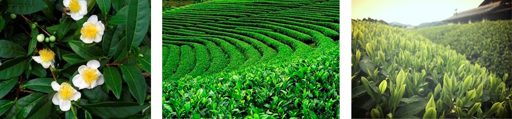 consumido_ra's tweet photo. Las 6 variedades del té que no puedes perderte

Nos adentranos en el mundo de esta fascinante infusión, de la mano de la experta Beatriz Gallego, Sommelier de Té y Fundadora de @AyresdeBlends 

▶️ https://t.co/6psTctpM2b https://t.co/g7l7RWXoJv