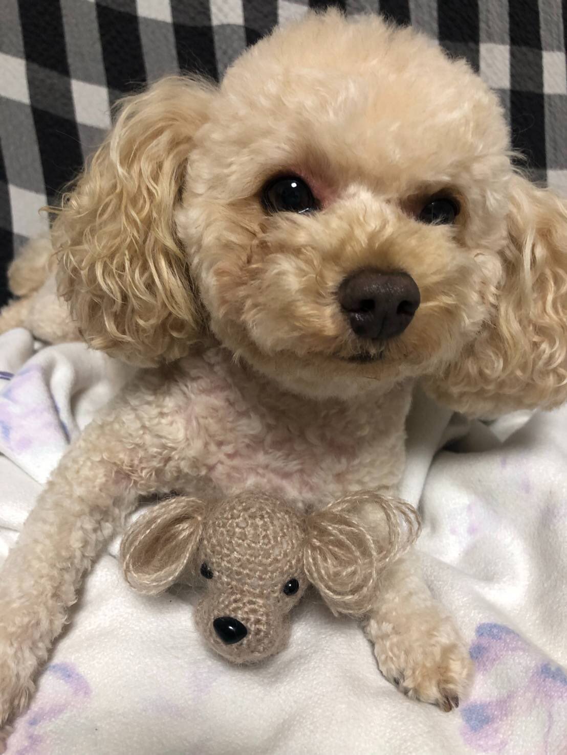 Mammamiya トイプードルあみぐるみ モデルにマウンティングされるの巻 編み犬 編み犬の毎日 トイプードル かぎ針編み