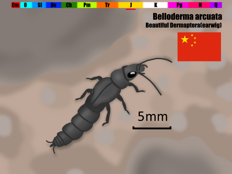 たてぃとぅてと 古生物と虫 今日の絶滅昆虫 ハサミがないハサミムシ ベロデルマ 学名 Belloderma Bello 美しい Dermaptera ハサミムシ目 分類 昆虫綱ハサミムシ目 生息年代 ジュラ紀中期 発見地 中国 体長 15 5mm T Co Rjfrrsxsoy