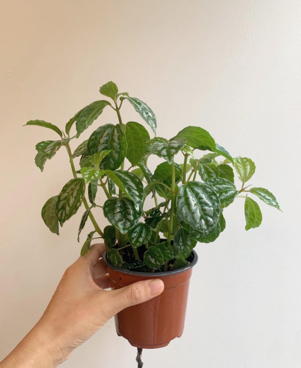 요즘같은 날씨에 식물을 키우다 보면 물 때를 놓쳐 축 늘어진 식물을 발견하게 될 때가 종종 있어요. 그럴 때는 침착하게 물을 받아 화분을 물에 담궈 저면관수를 시켜주시면 물을 충분히 먹은 식물이 힘을 내서 다시 살아나기도 합니다🌱 

                          -> 4 시간 후