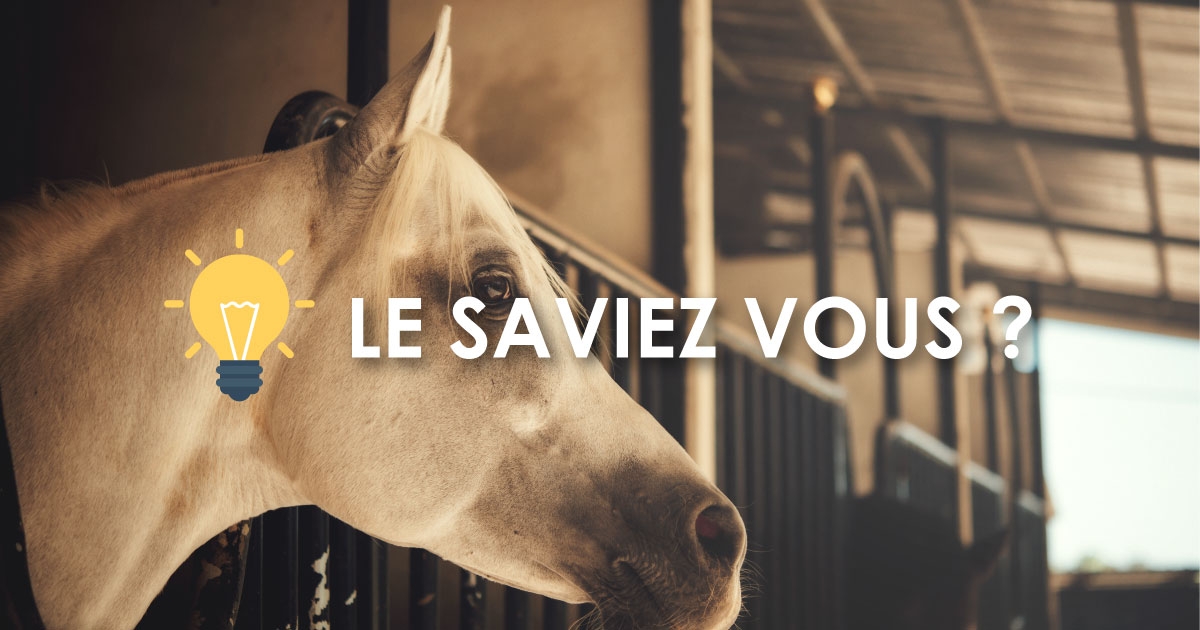 CTH_Agri's tweet photo. La #brumisation n'est pas efficace que sur les bovins : on observe de bon r��sultats chez les chevaux 🐎 qui ont un risque de #stressthermique élevé. https://t.co/K7ToTVeID9