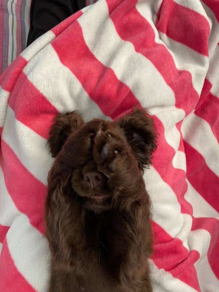 VolTeamHDogs's tweet photo. “It’s only Wednesday?! Wake me up when it’s the weekend!” ... I think Kes has that #MidweekFeeling 😴🥰 https://t.co/qq0ZbPfo5z
