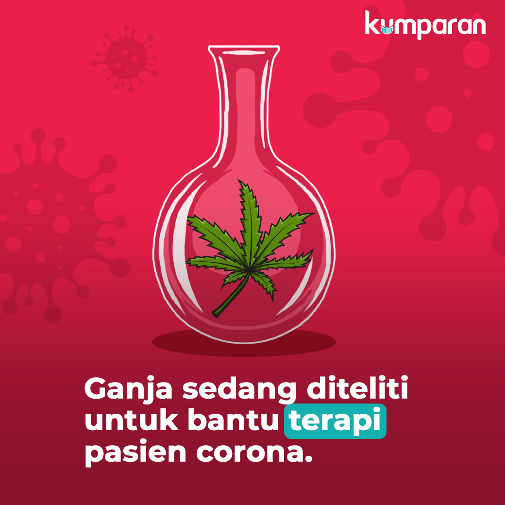 kumparan's tweet photo. Peneliti di University of Nebraska dan Texas Biomedical Research Institute mulai meneliti kemungkinan penggunaan ganja sebagai bahan untuk membantu terapi para pasien corona. Kendati demikian, hal itu dibutuhkan penelitian lebih lanjut. #TopNews https://t.co/dDoSQxZxuA https://t.co/b3Zbv60UGY