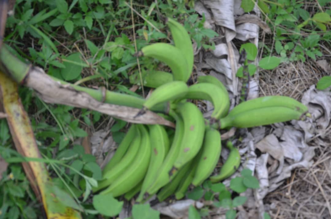 _gladtidings__'s tweet photo. @farmignite Have 20 bunches of plantain ready for harvest at the farm right now...... 
Help a farmer and retweet.... 
Our customers might be on your timeline 
.....fresh from the farm plantain.... Dm https://t.co/TafAq3bcsF