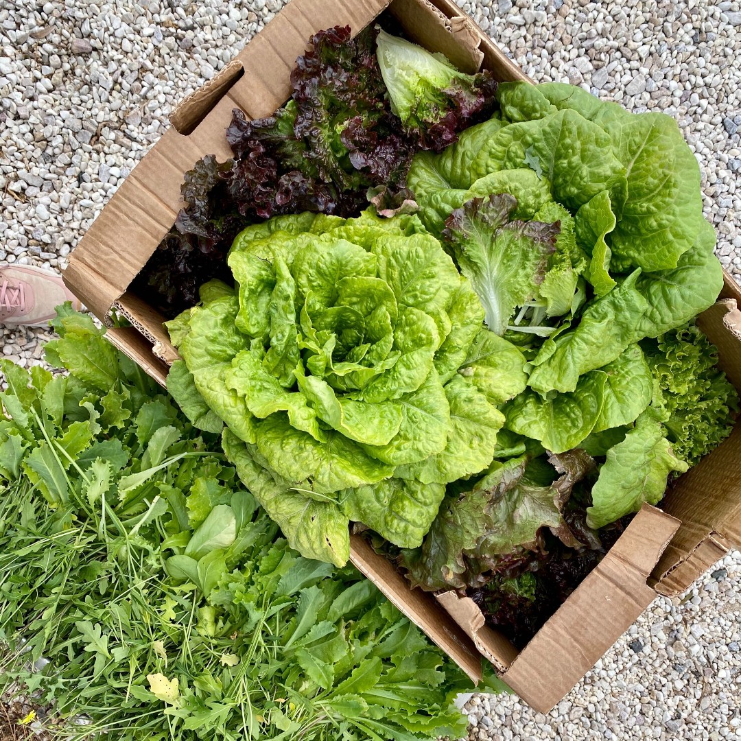 Fresh Greens and Rucola #zerokm from our #orto for today's lunch. It is very important to eat light, healthy food to stay cool this summer 😎 Follow us for more special menus, offers and tips from #contidisanbonifacio