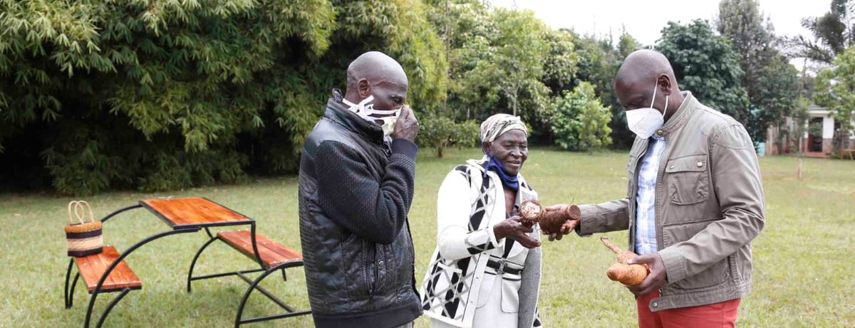 WilliamsRuto's tweet photo. Asante sana Mzee Kamunyu Wambugu and Mama Isabella Wanjiru for your generosity in sharing your cassava and yam harvest with my family. It is such a humbling gesture. I look forward to a tasty meal of mìanga (cassava). May God bless you abundantly so that you can feed many more. https://t.co/2QgSz3EZS4