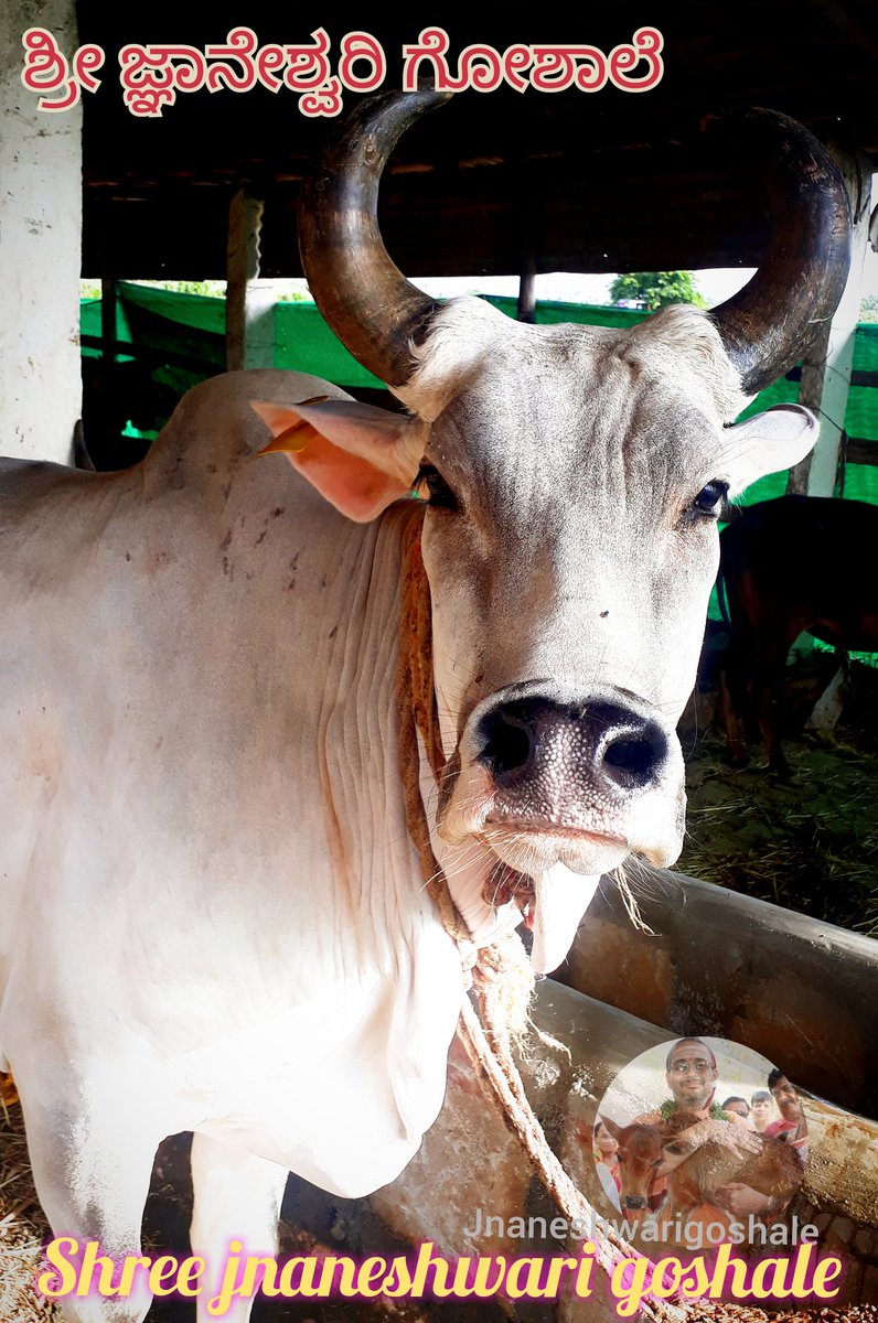 jnaneshwarigosh's tweet photo. Fallow #jnaneshwarigoshale 
#savecows #saveanimals #savegomatha #followback #like #Share #support #goshala https://t.co/VTDU8dvMPD