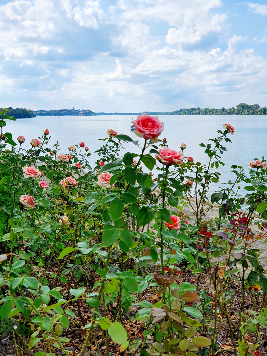tangoandrakija's tweet photo. Ana went on a #Holiday from me 😋😋😛😜, at least  she sent me some nice #photos from #Serbia
Have a nice Tuesday #TravelTribe!

#Travel #Nature #Flowers #VisitSerbia #TravelBloggers #FlowerYourFeed #TuesdayMotivation https://t.co/FezWFRvubD