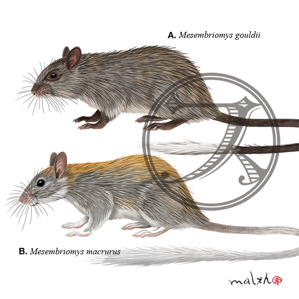 Malth マルス ネズミ亜科のネズミ集25 リアルピカチュウを探そう オーストラリアに生息 A クロアシユーカリネズミ Black Footed Tree Rat B シロアシユーカリネズミ Golden Backed Tree Rat 野生動物 動物マニア 博物画 動物イラスト デジタル Malth マルス ネズミ亜科のネズミ集25 リアルピカチュウを探そう オーストラリアに生息 A クロアシユーカリネズミ Black Footed Tree Rat B シロアシユーカリネズミ Golden Backed Tree Rat 野生動物 動物マニア 博物画 動物イラスト デジタル