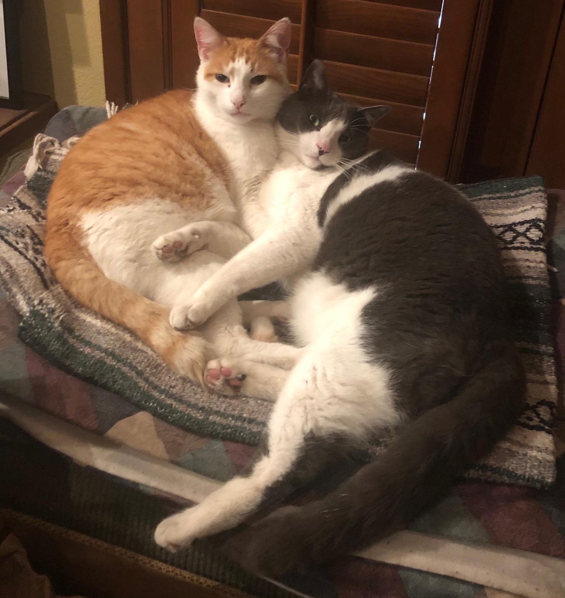 author_manda's tweet photo. Tangerine is cozying up with a feline friend. #surpriseitspee #abookfortoddlers #pottytraining #authorlamandadavis https://t.co/dVjVNjuo7k