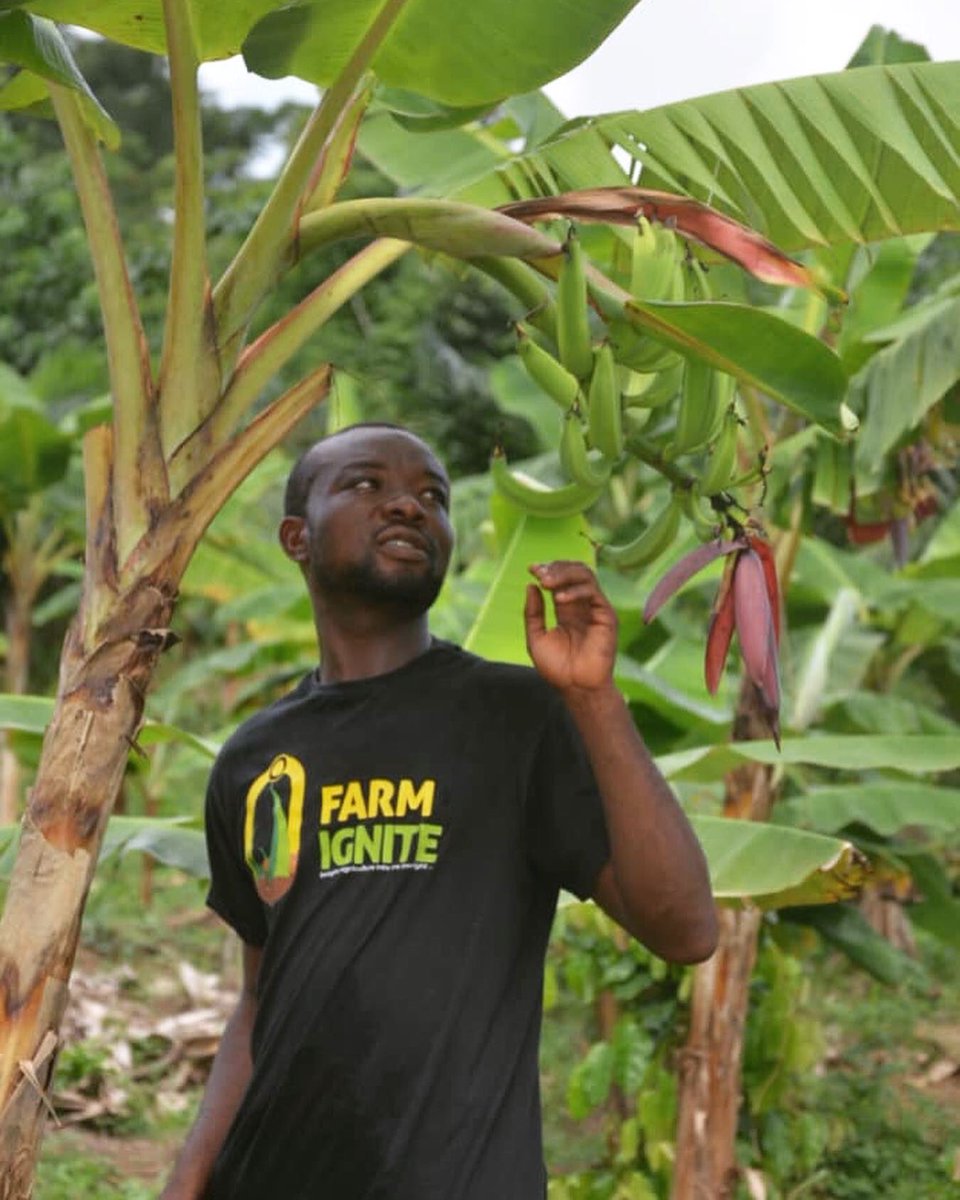 farmignite's tweet photo. Meet Ilaysu, Farmignite farm manager. He oversees the management of this plantain farm on behalf of a #Farmignite client #agripreneur #farming #farmer #youth https://t.co/PhqXft7Zea