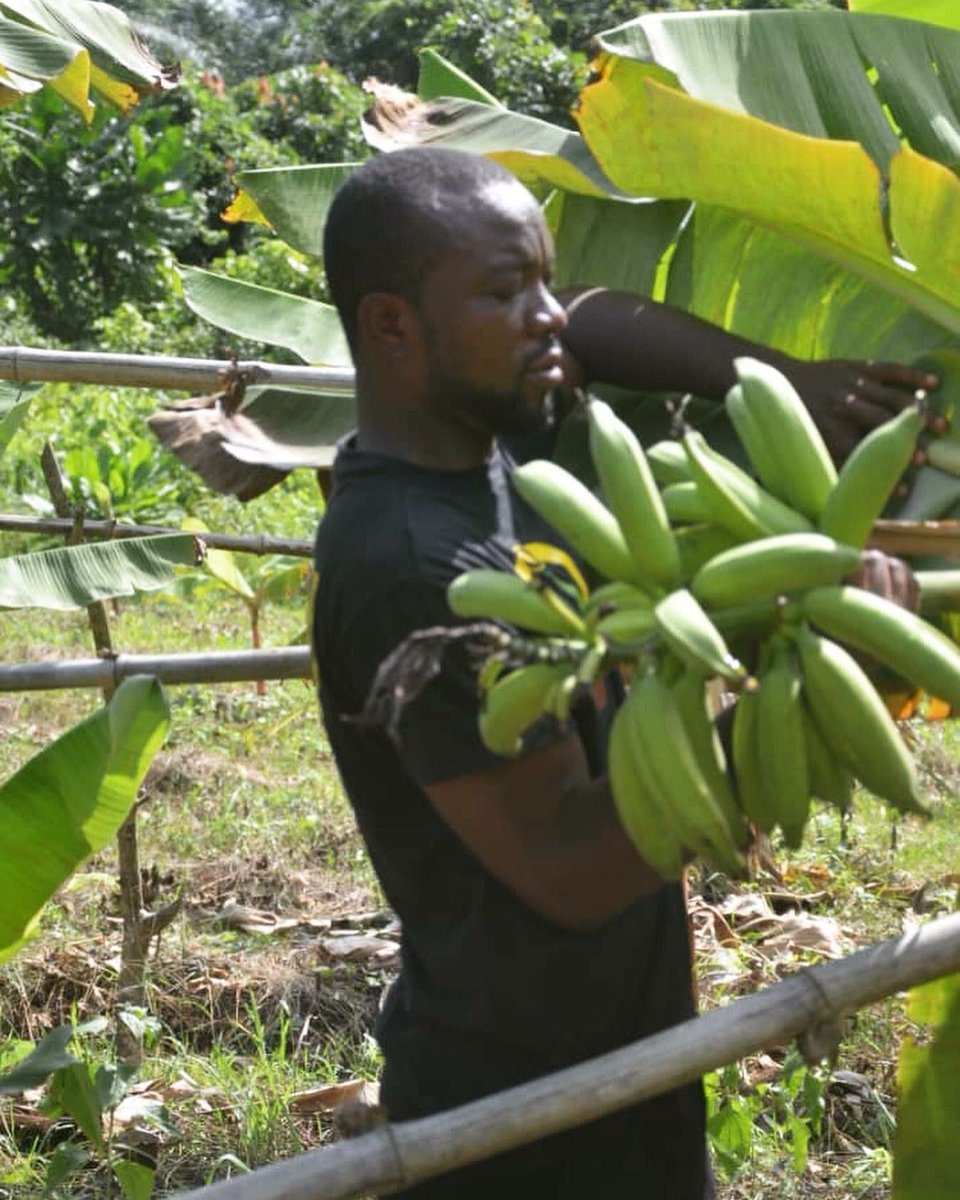 farmignite's tweet photo. Meet Ilaysu, Farmignite farm manager. He oversees the management of this plantain farm on behalf of a #Farmignite client #agripreneur #farming #farmer #youth https://t.co/PhqXft7Zea