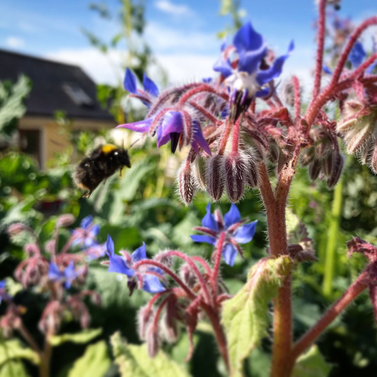 For him & sometimes in gin..... #bees #borage #simplethings #selfseeded