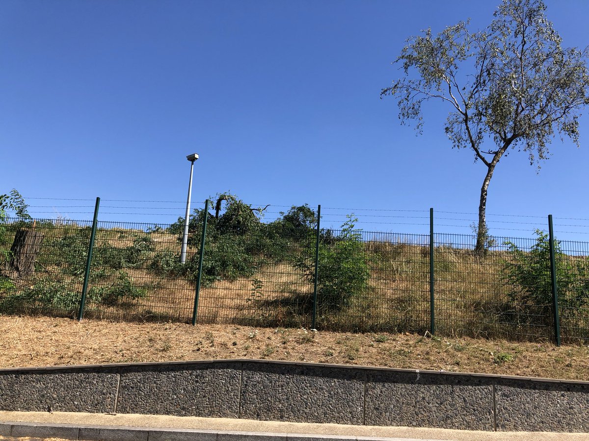 CyrilBauchais's tweet photo. 🤬Dégoûté !
Depuis plusieurs années maintenant, chaque matin j’entendais un petit Pic vert taper sur le bois des arbres qui étaient là depuis des décennies. 🐦 

Ces arbres, comme vous pouvez le voir sur ces photos étaient en bord de voie et surtout loin des travaux... 

1/3 https://t.co/T62KMNcl4O